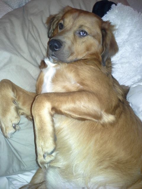 catahoula leopard dog golden retriever mix