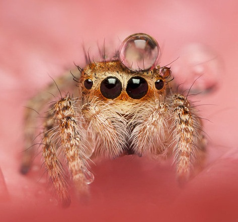 Oh+come+on+jumping+spiders+use+droplets+as+hats+_da0c4e8e172c79dcb8cf3dbded4a8bf3.jpg