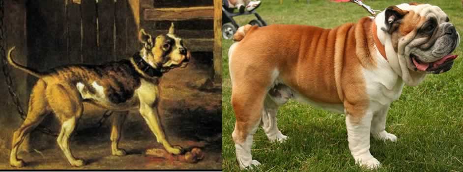Old Type Bulldog Vs The New 111758959 Added By Anonymous At Old Type Bulldog Vs The New