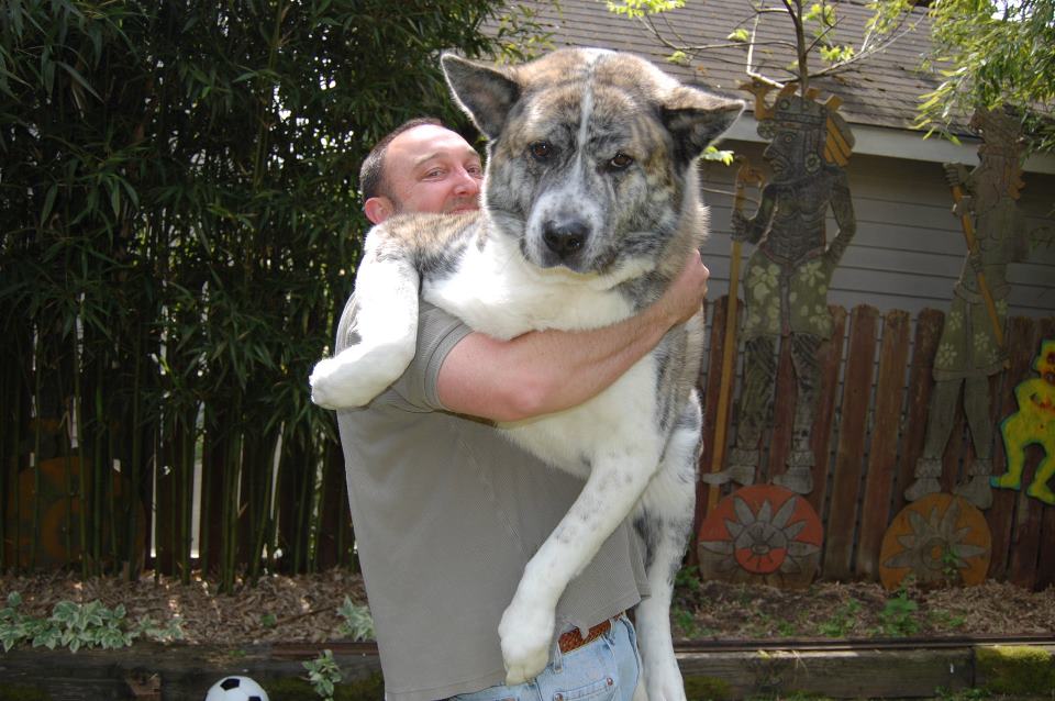 akita full grown