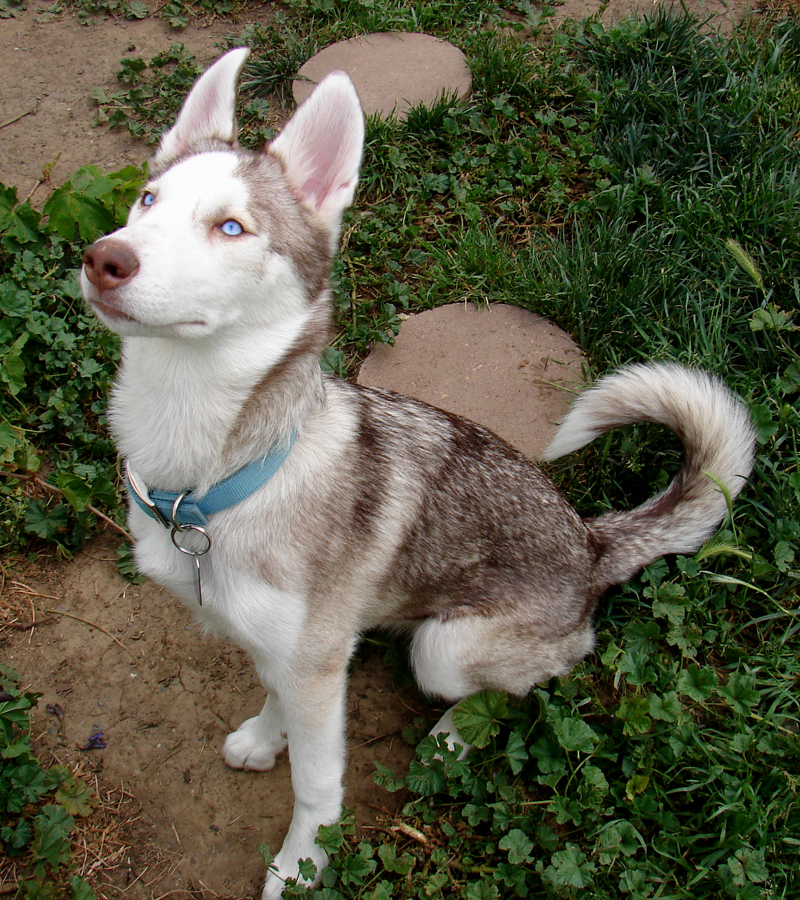 do huskies have short or long hair