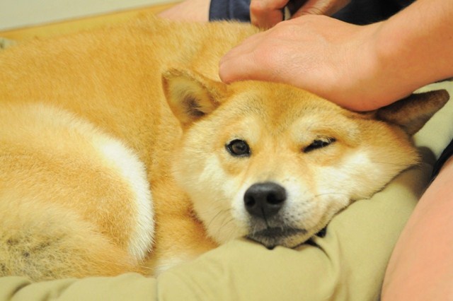 Quotshibequot Is A Easier Way To Say Shiba Inu Which