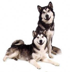 types of malamutes