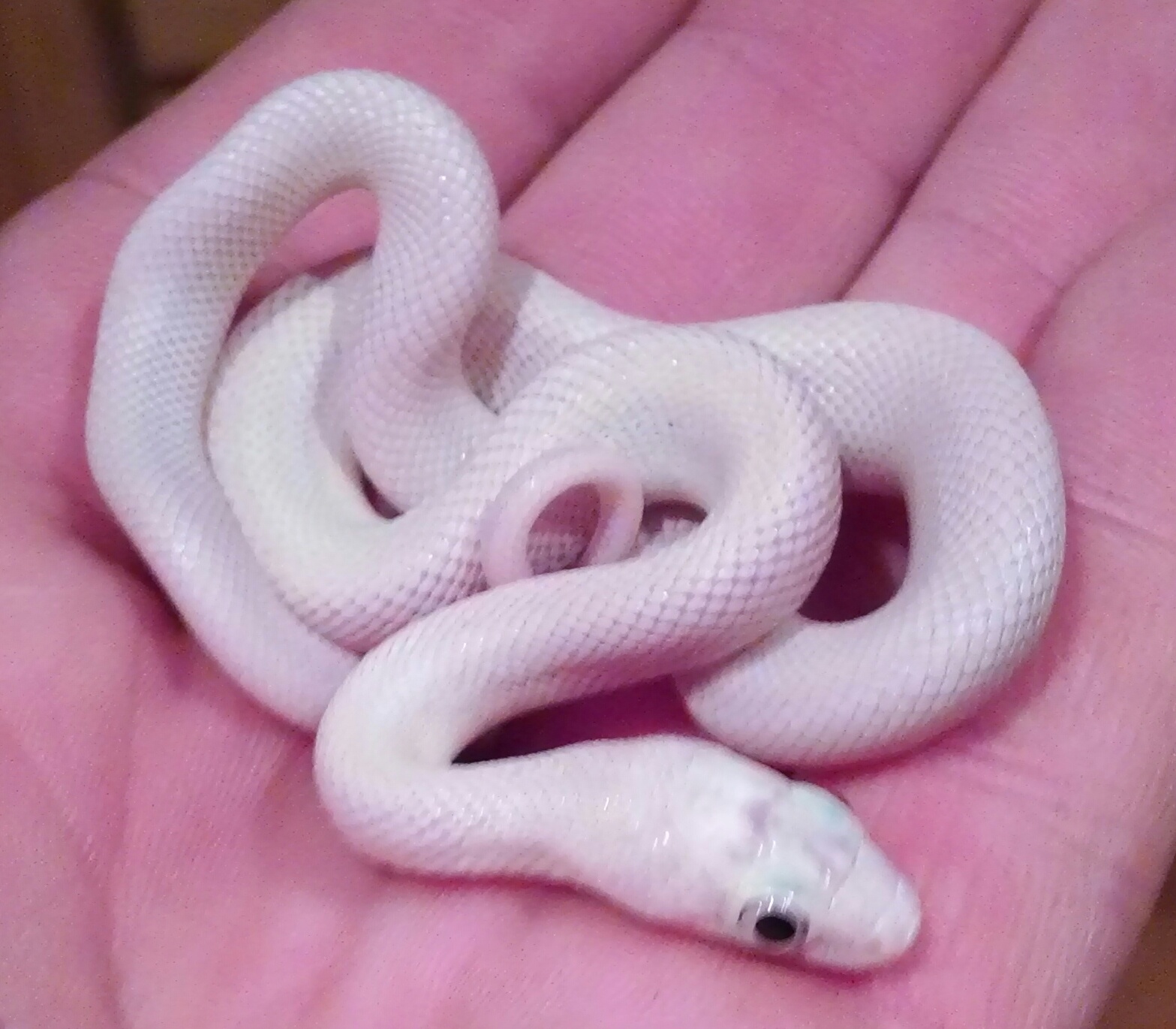 say hello to snowflake my blue eyed leucistic rat snake. few months old, on...