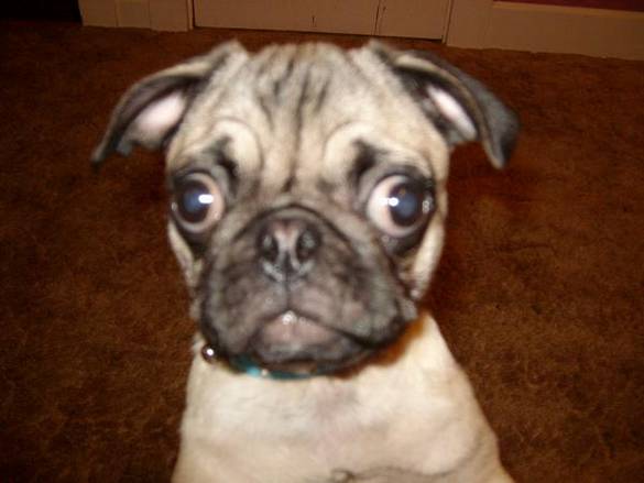 bug eyed pug