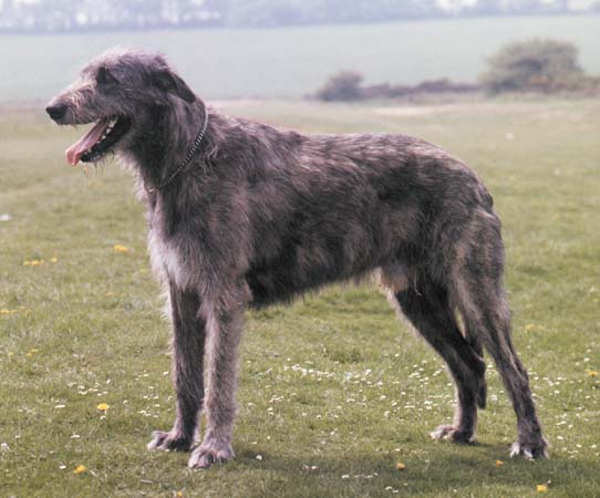 irish wolfhound skyrim