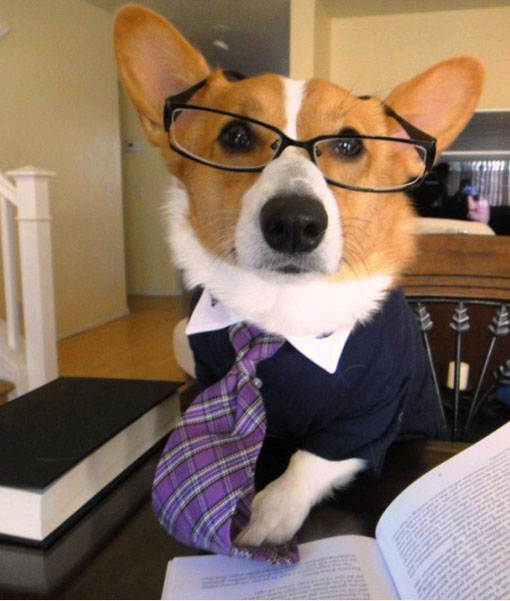 Собака в галстуке