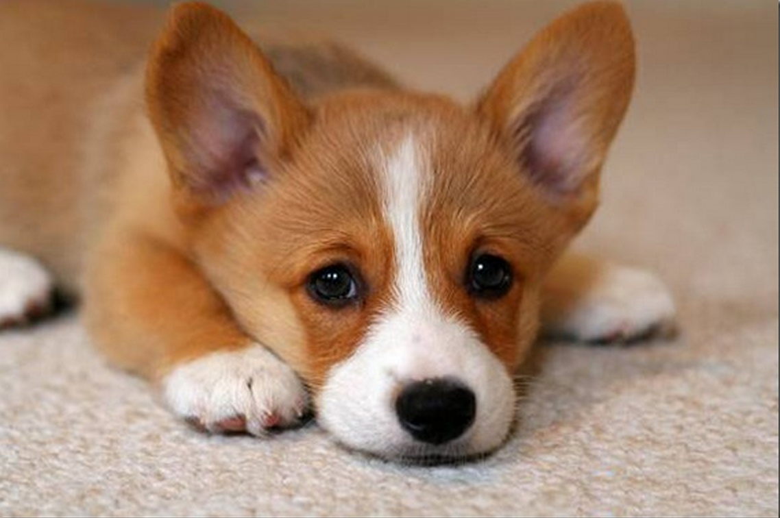 What kind of a dog What kind of a dog