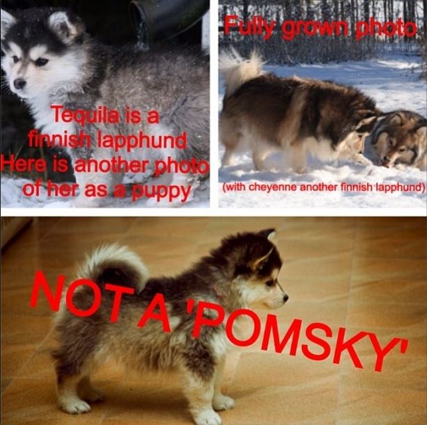 Husky Pomeranian 129054476 Added By Anonymous At Dog Mixes Compilation Part 4 - husky puppy roblox