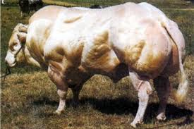 The Belgian Blue, the most callipygous bovine in all of ...