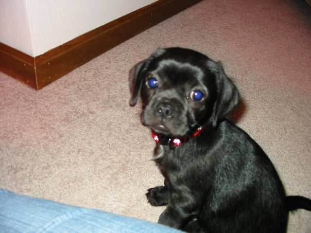 cocker spaniel pug mix