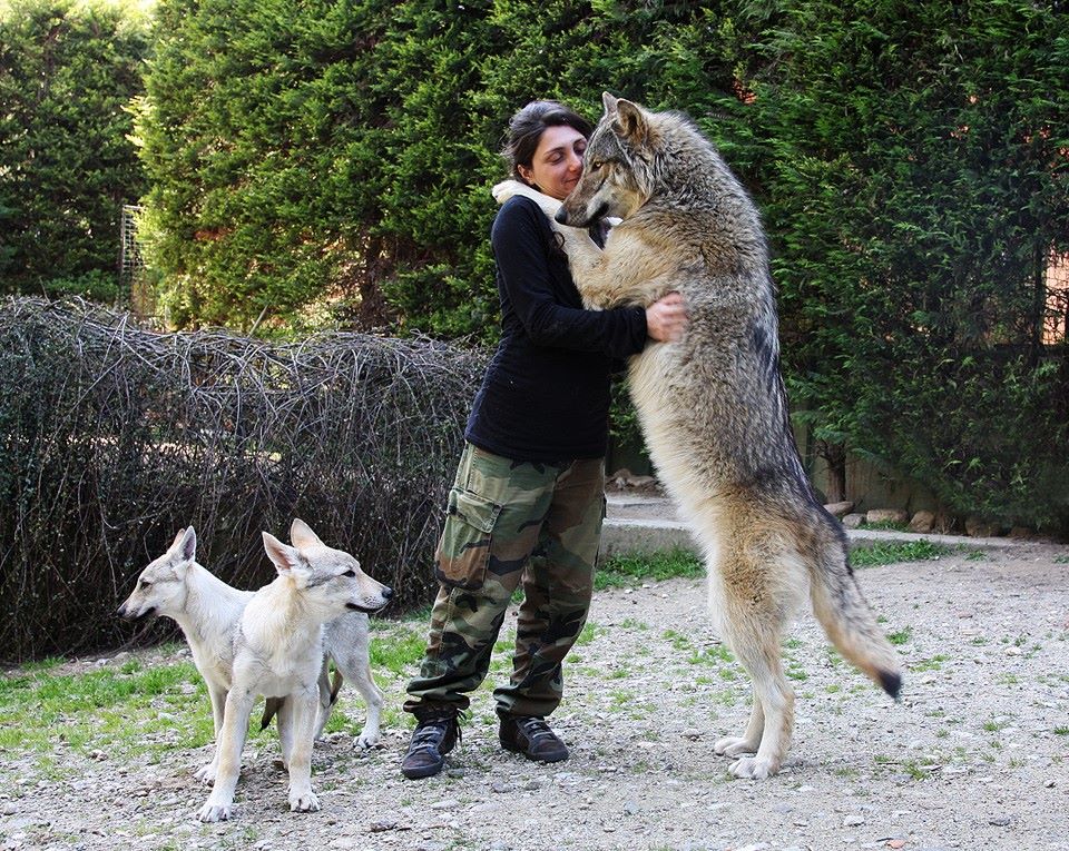 Wolf Vs German Shepherd Size Chart