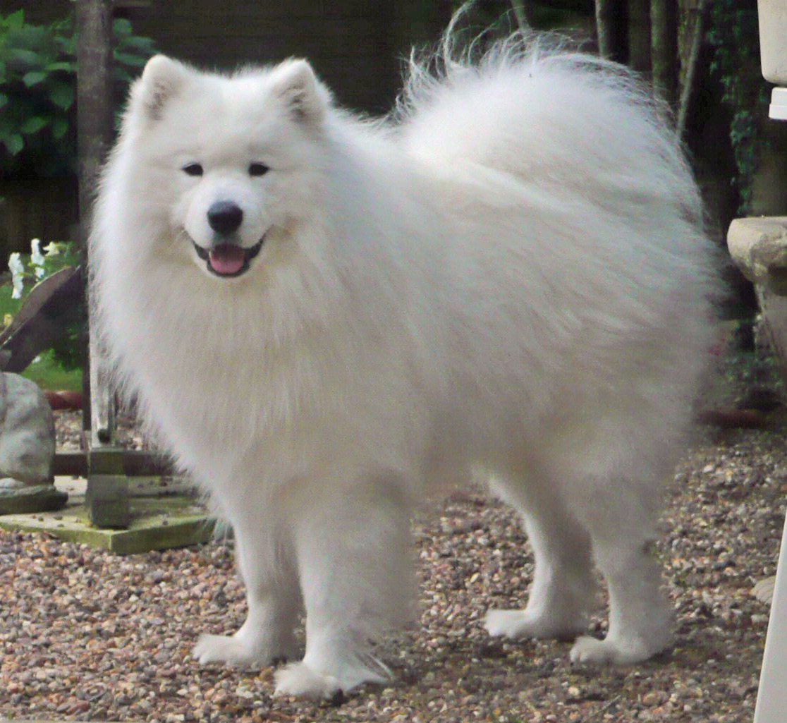 white polar bear dog