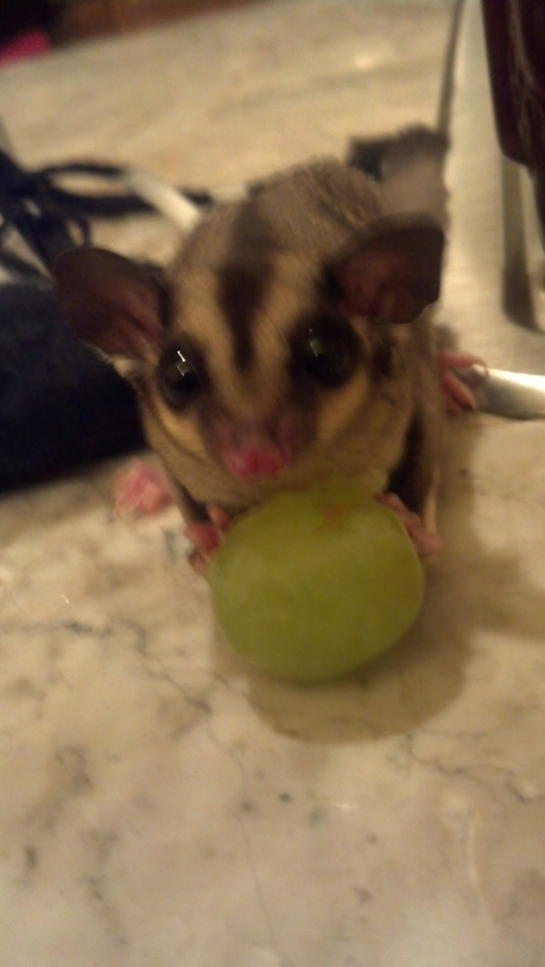 My Sugar Glider