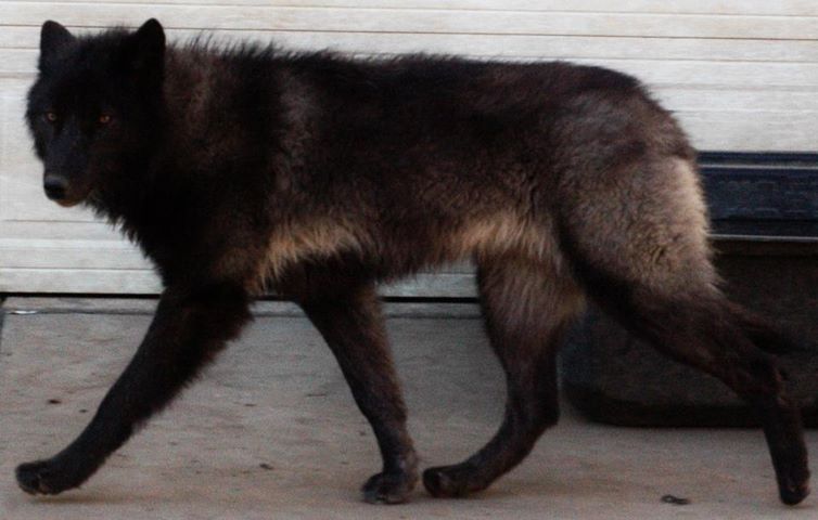 craigslist wolf hybrid