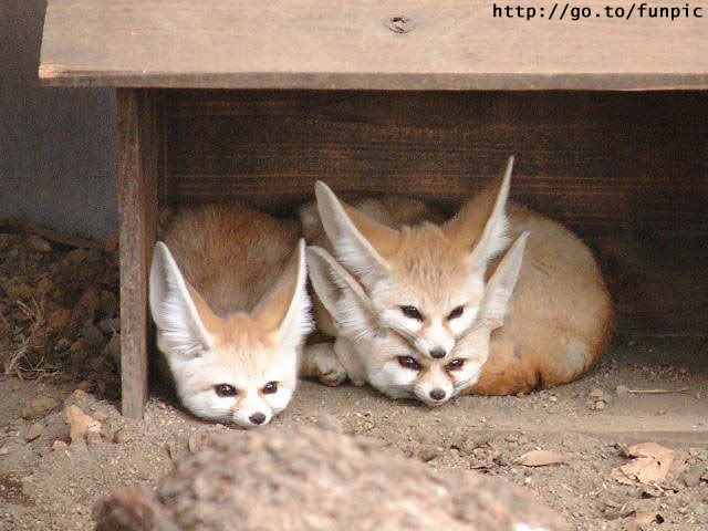 This is what a real Inari fox looks like. - #103917400 added by