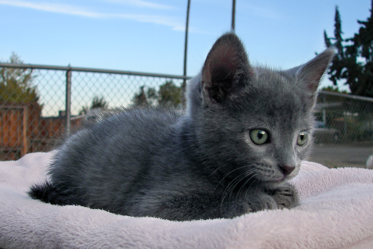 I Had A Russian Blue That Would Be All Over 130206878 Added By