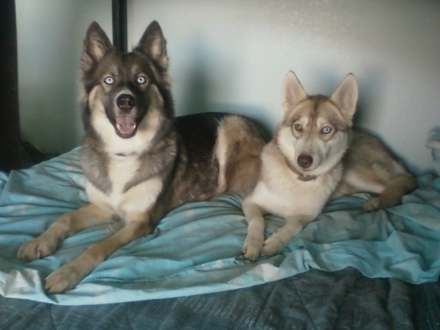 huskies on craigslist