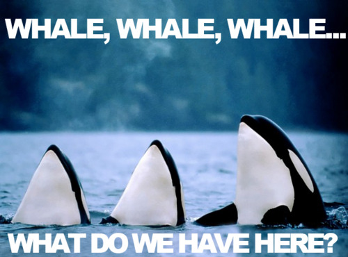 Whale+whale+whale+look+who+it+is+_7805d17dd4473947d6219e592e823aa7.jpg