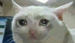 There S Something Highly Amusing About Cats With Watery Eyes Why