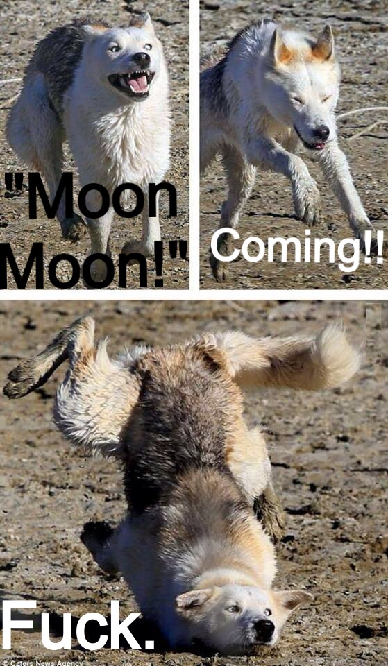 No that's moonmoon the retarded wolf - #114539276 added by avatarkuruk ...