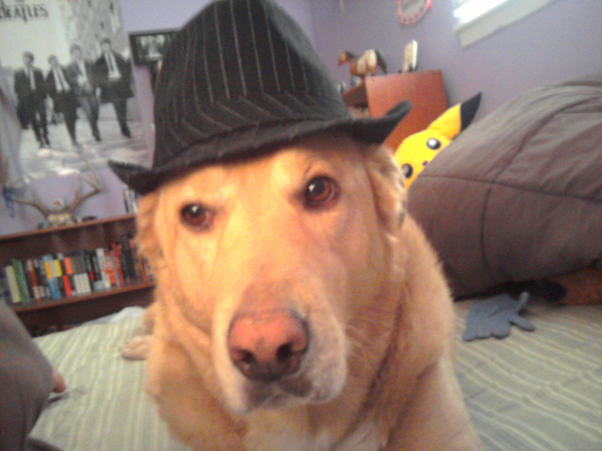 dog in fedora