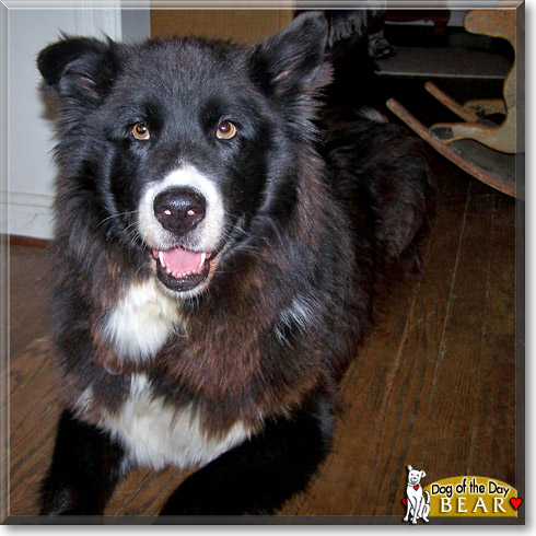 border collie x malamute