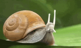 4377035+_73875f4c818e164b6328815060f85c29.gif