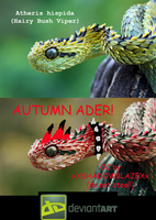 Nature Creatives - DO YOU KNOW? Indonesian Autumn Adder or Artheris hispida  is a venomous viper species endemic to Indonesia. At first, scientist  recorded that this snake is endemic to Central Africa