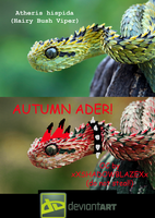 The Autumn Adder From Indonesia