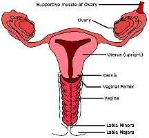 Holy A Vagina Is A Red Tube Holy A Vagina Is A Red Tube