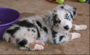 blue merle australian shepherd husky mix