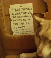 destructive husky
