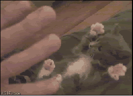 Im Sorry Please Accept This Cute Gif As An Apology Added By Pineappleninja At Companion Cube Im Sorry Please Accept This Cute Gif As An Apology Added By Pineappleninja At Companion Cube