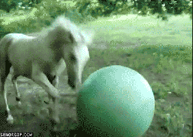 Pony+playing+with+a+ball+ok+its+a+horse+i+_6dd837fa9d85095166aade7f652b0a5f.gif