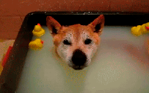 This+made+me+really+sad.+Here+s+a+happy+dog+to+_f81a10faf2c2c7f14db81ccb61edcb31.gif
