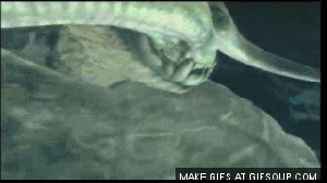 This+majestic+as+creature+is+called+the+ceadeus+and+_7ac3ecddedbee746a97e84b3900e08cc.gif