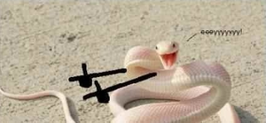 Whats+a+snakes+favorite+dance+_ecb5ca505fb4480546d0ba6c2bc13c90.png